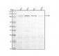 Anti-Phospho-KAP1 (S824) Rabbit Monoclonal Antibody